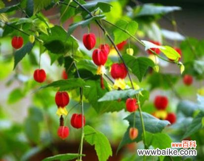 探寻灯笼吊兰的花语与象征意义 灯笼吊兰,生命的坚韧与希望