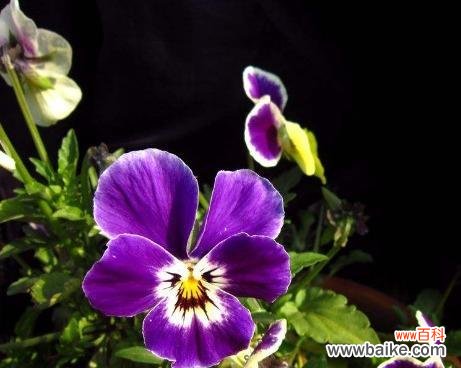 揭示三色堇的寓意和内涵 三色堇的花语和象征意义