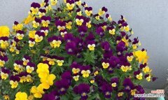 揭示三色堇的寓意和内涵 三色堇的花语和象征意义