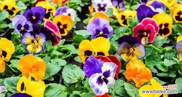 揭示三色堇的寓意和内涵 三色堇的花语和象征意义