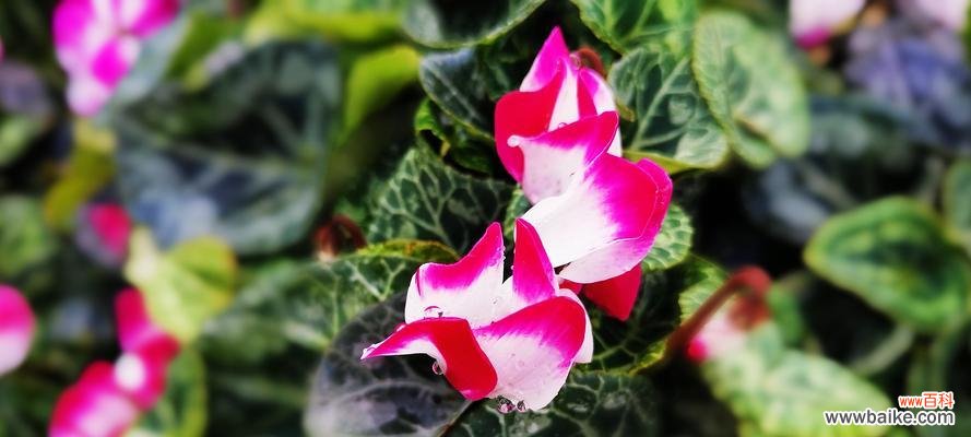 以热情好客和性格内向为主题的花语解读 仙客来花语和寓意揭秘