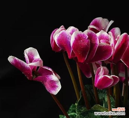 以热情好客和性格内向为主题的花语解读 仙客来花语和寓意揭秘