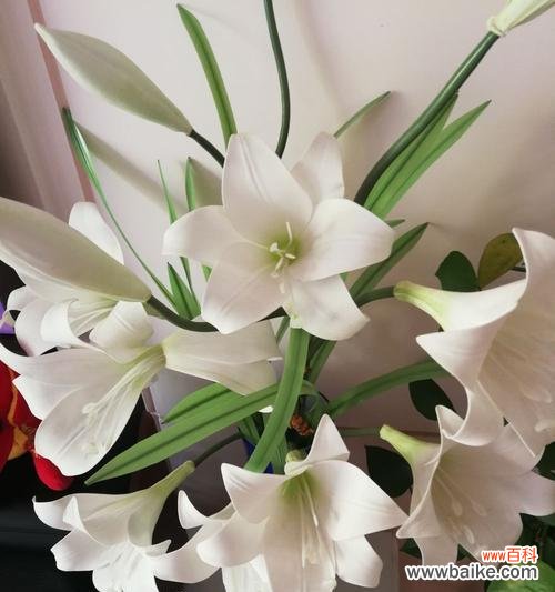 送白百合花传递的美好寓意与情感 白百合花的寓意与象征