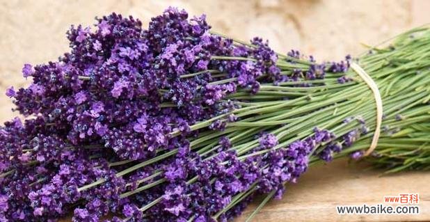 探索薰衣草花语的美妙意义 薰衣草花语