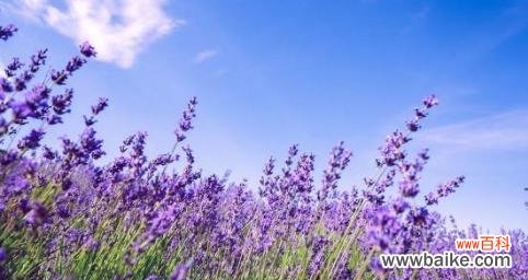 探索薰衣草花语的美妙意义 薰衣草花语