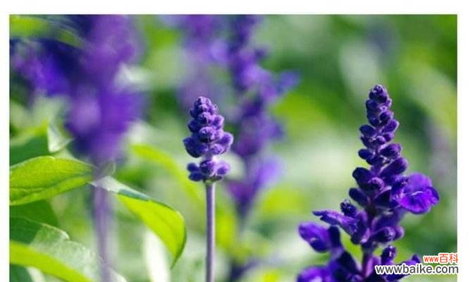 探索薰衣草花语的美妙意义 薰衣草花语