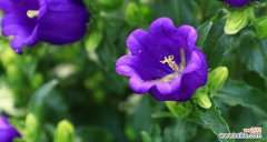 美丽而坚韧 风铃草的花语——传递希望与自由的力量