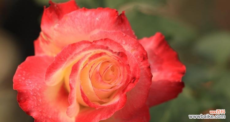 用小球玫瑰传达深情 小球玫瑰花语