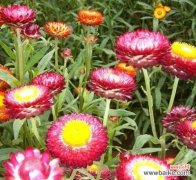 解读花言花语 花之语