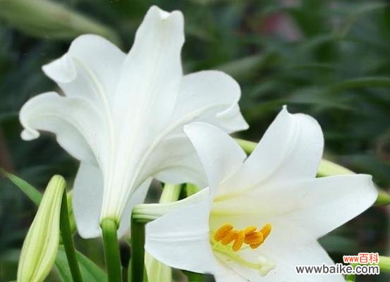 以花语为线索 花语之美