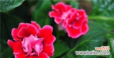 以花语为线索 花语之美