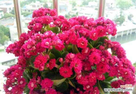 探寻长寿之花的神奇力量与传说 长寿之花