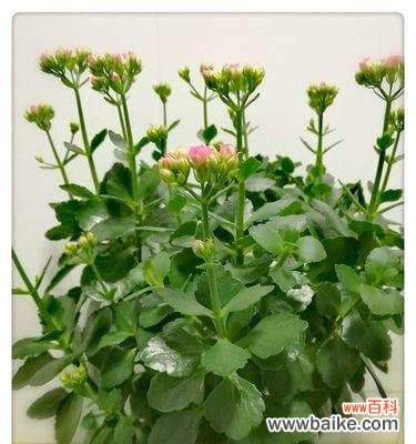 探寻长寿之花的神奇力量与传说 长寿之花