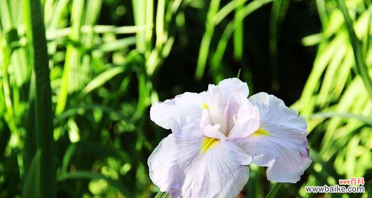 芳香四溢的菖蒲花 菖蒲花语