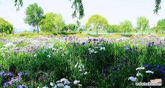 芳香四溢的菖蒲花 菖蒲花语