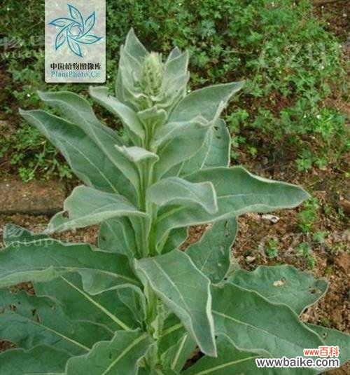 揭秘玄参科植物的奇特之处 玄参科植物的共性特征