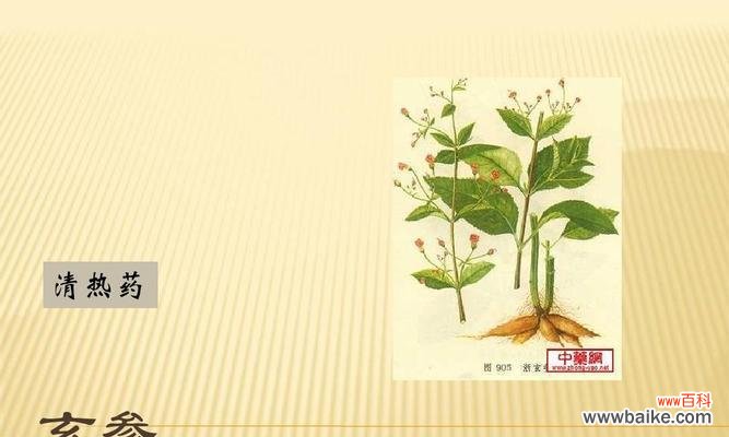 揭秘玄参科植物的奇特之处 玄参科植物的共性特征