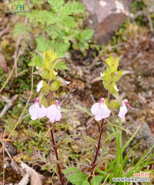 揭秘玄参科植物的奇特之处 玄参科植物的共性特征
