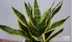 虎皮兰的神秘与美丽给人们带来的思考 虎皮兰——独特花语与寓意