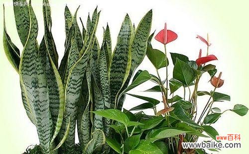 虎皮兰的神秘与美丽给人们带来的思考 虎皮兰——独特花语与寓意