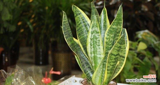 虎皮兰的神秘与美丽给人们带来的思考 虎皮兰——独特花语与寓意