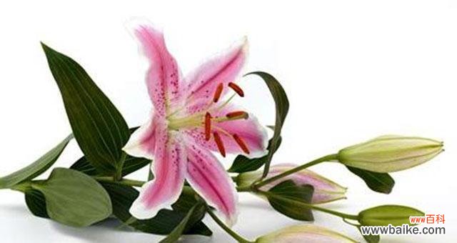 百合花花语的深层寓意及象征爱情的不同面向 百合花的花语揭示爱情的真谛