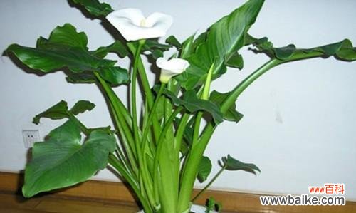 探索滴水观音花的花语 滴水观音花语