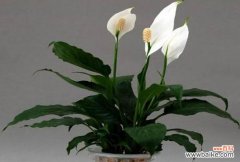 探索滴水观音花的花语 滴水观音花语