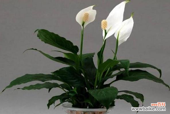 探索滴水观音花的花语 滴水观音花语