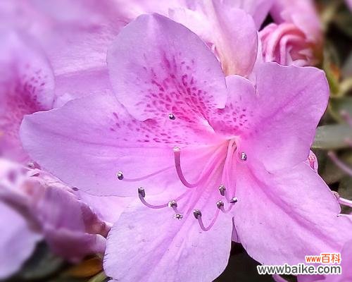 用花语表达深深的思念 思念之花