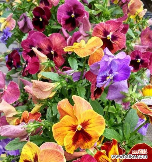 用花语表达深深的思念 思念之花