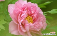 探寻牡丹花的十五种花语与美好象征 牡丹花