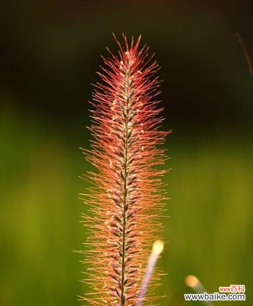 以小草为象征 小草的坚韧力量