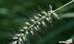 以小草为象征 小草的坚韧力量