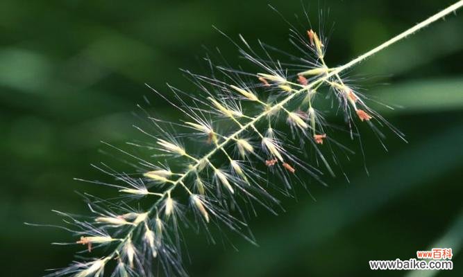 以小草为象征 小草的坚韧力量