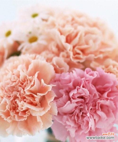 粉色康乃馨 粉色康乃馨的代表寓意——爱与关怀