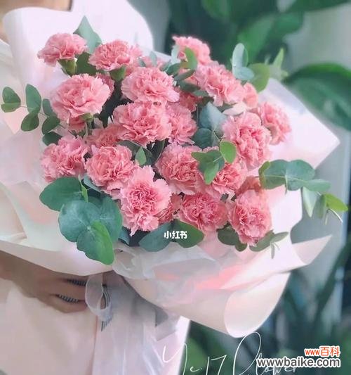 粉色康乃馨 粉色康乃馨的代表寓意——爱与关怀