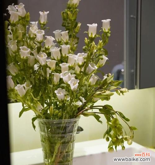 绽放生命之美 风铃草