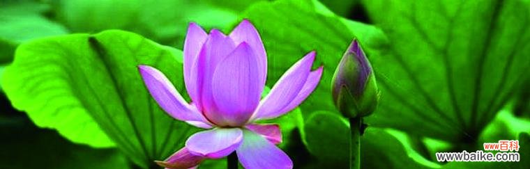 荷花与深思熟虑 荷花的象征意义