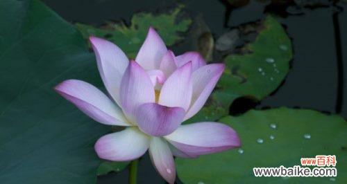 荷花与深思熟虑 荷花的象征意义