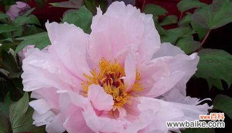 绽放娇美的花朵 粉色牡丹花的寓意与象征