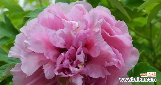 绽放娇美的花朵 粉色牡丹花的寓意与象征