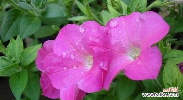 探索花语的奥秘 花语含义大全——用花语传递心意的艺术