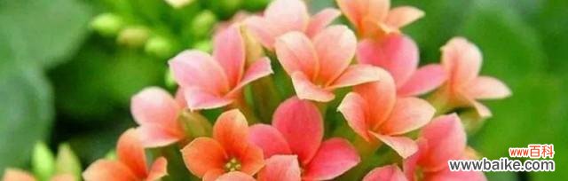 探索花语世界 花语告诉你喜欢的花