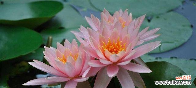 探索花语世界 花语告诉你喜欢的花