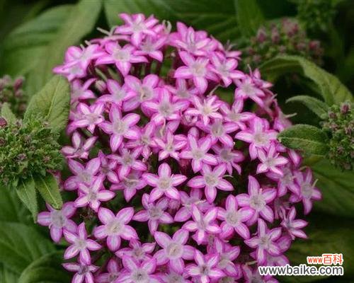 探索花语世界 花语告诉你喜欢的花