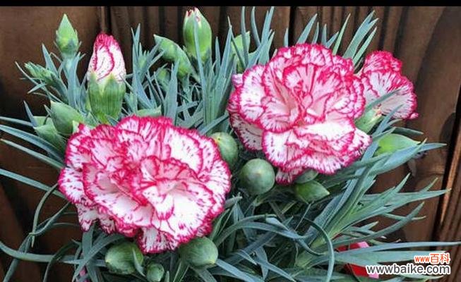 康乃馨花语揭示的情感与祝福 康乃馨花语之色彩绽放