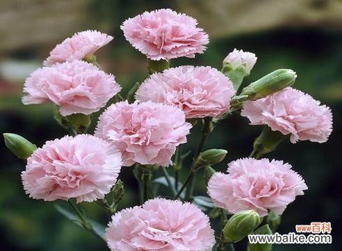 康乃馨花语揭示的情感与祝福 康乃馨花语之色彩绽放