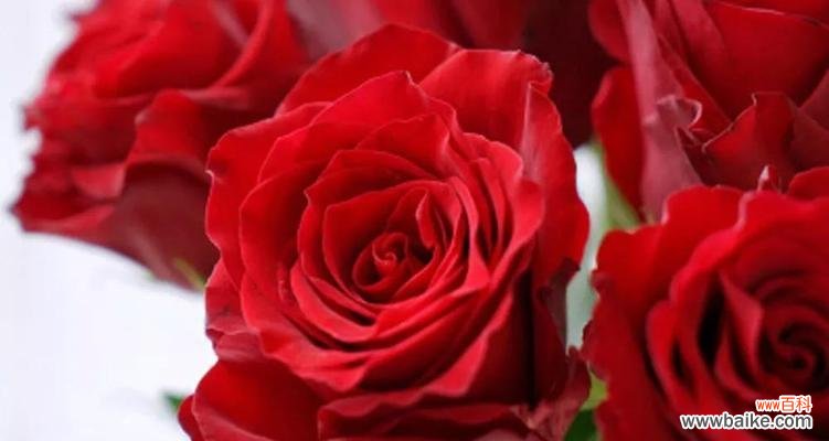 探寻玫瑰的情感内涵与文化传承 玫瑰的象征意义——爱情、美丽与激情