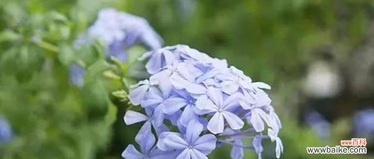 解读蓝花丹的传情之花 蓝花丹的花语与含义